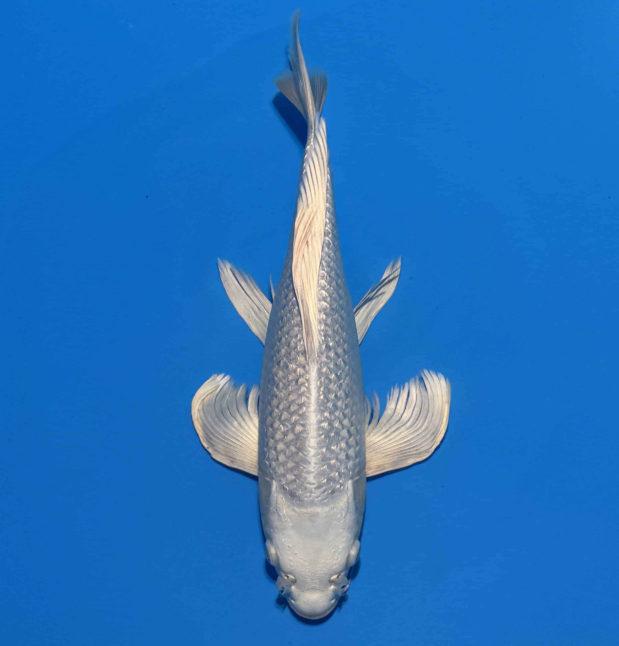 #26-6 Butterfly Ginrin Platinum 33cm #26-6 Butterfly Ginrin Platinum 33cm