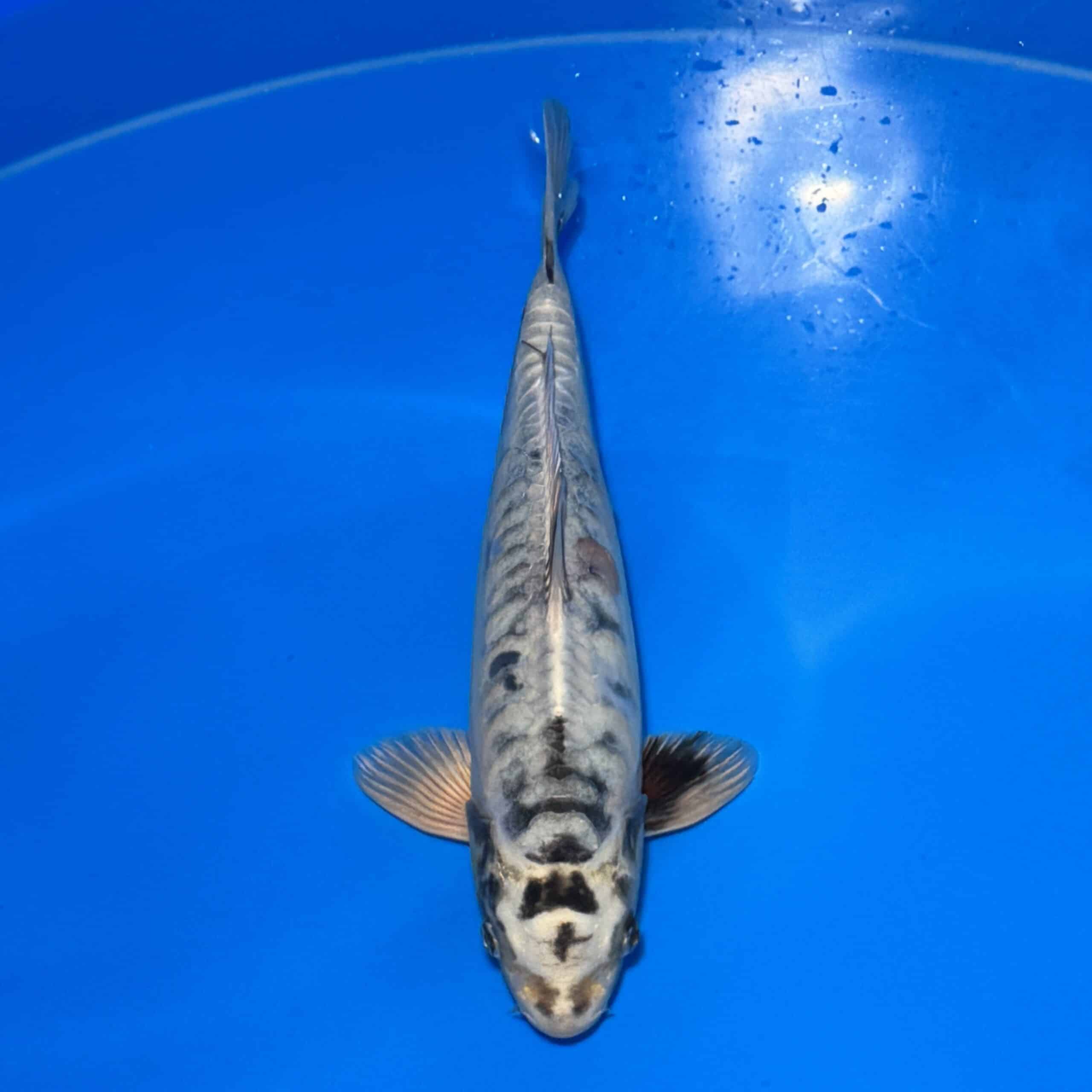 #26-67 Doitsu Kohaku 39cm #26-67 Doitsu Kohaku 39cm