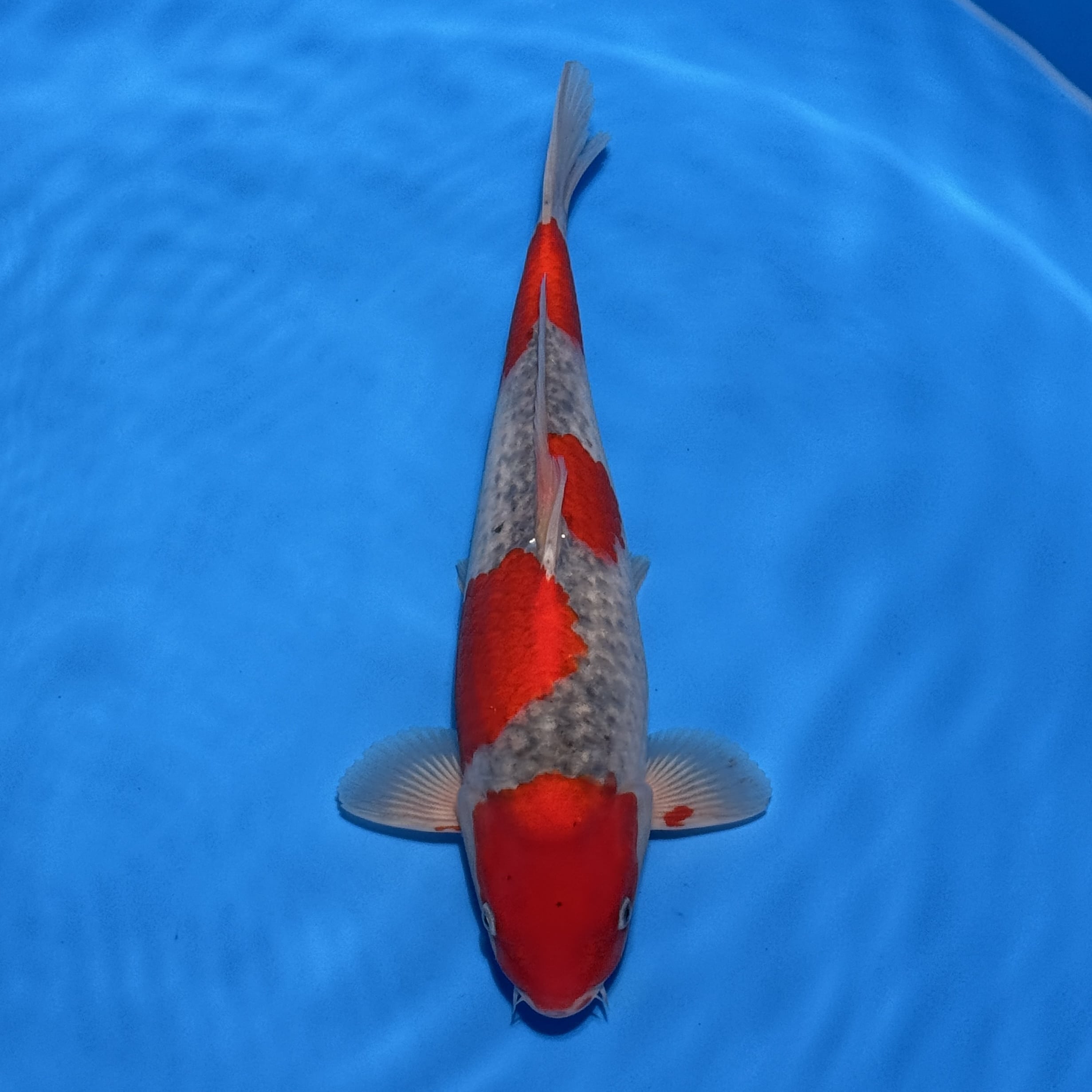 #26-67 Doitsu Kohaku 39cm
