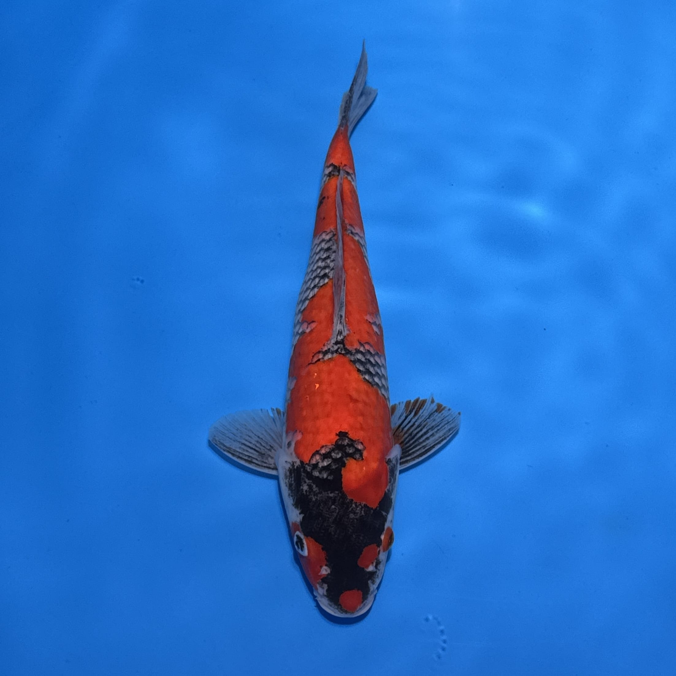 #26-74 Goshiki 38cm