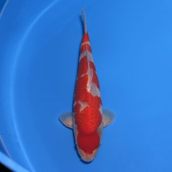#26-74 Goshiki 38cm