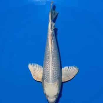 #26-6 Butterfly Ginrin Platinum 33cm