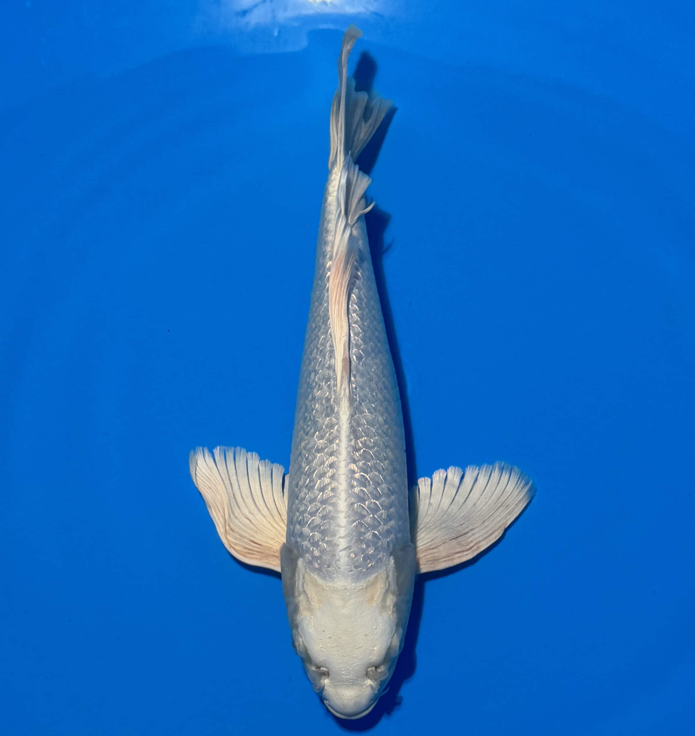 #26-6 Butterfly Ginrin Platinum 33cm