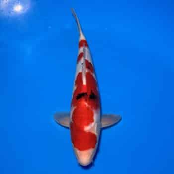 #26-82 Sanke 40cm #26-82 Sanke 40cm