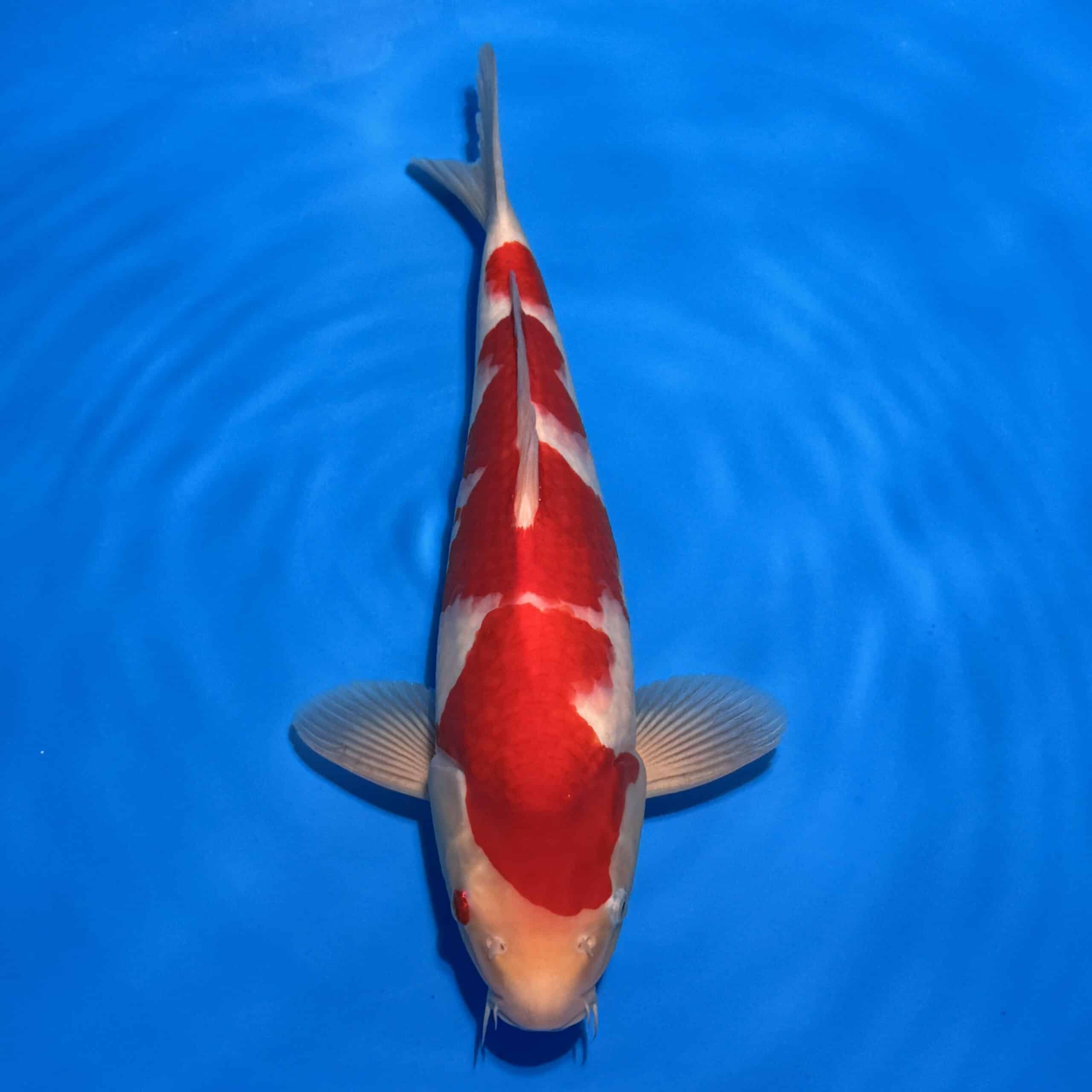 #26-82 Sanke 40cm #26-82 Sanke 40cm