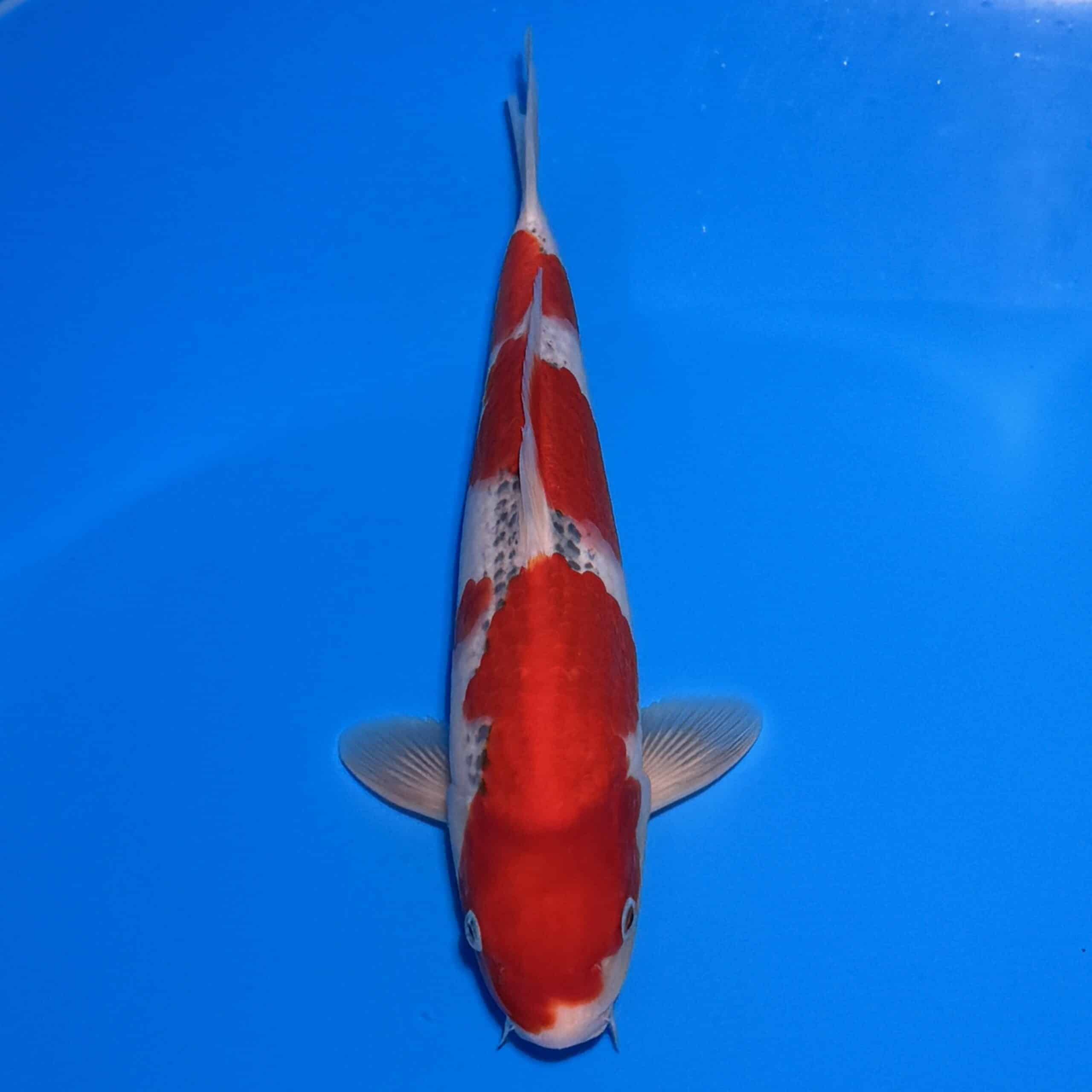 #26-88 Goshiki 35cm #26-88 Goshiki 35cm