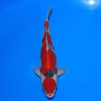 #26-88 Goshiki 35cm #26-88 Goshiki 35cm