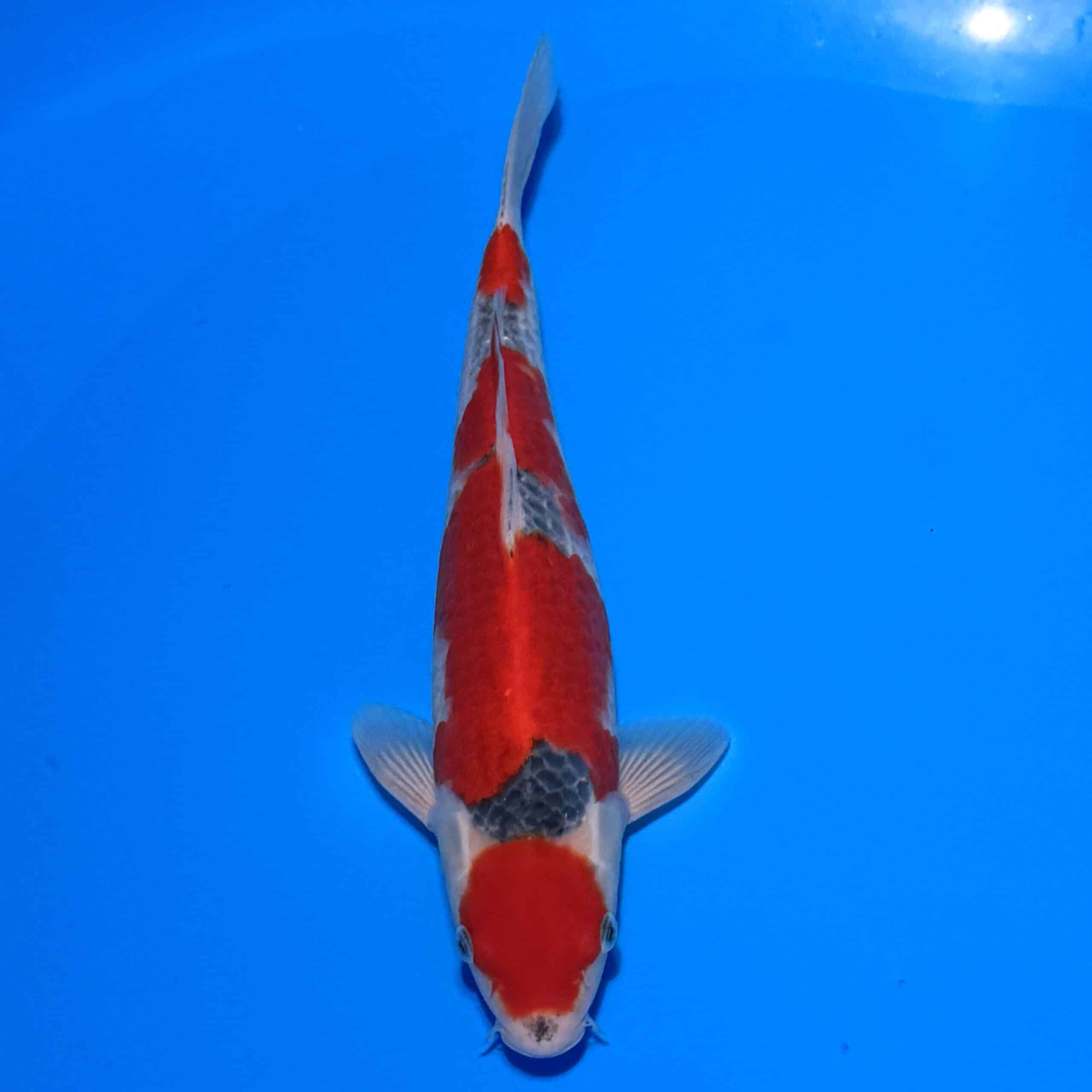 #26-88 Goshiki 35cm #26-88 Goshiki 35cm