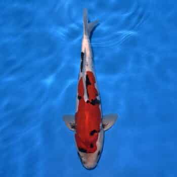 #26-91 Doitsu Showa 43cm