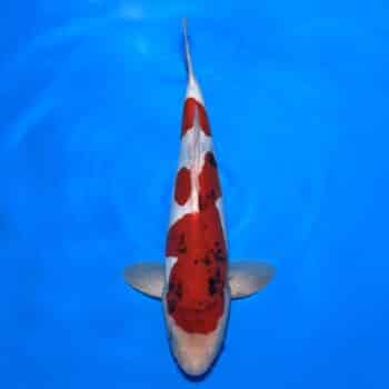 #26-91 Doitsu Showa 43cm