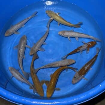 #26-301 Aragoke mix 25-33cm #26-301 Aragoke mix 25-33cm