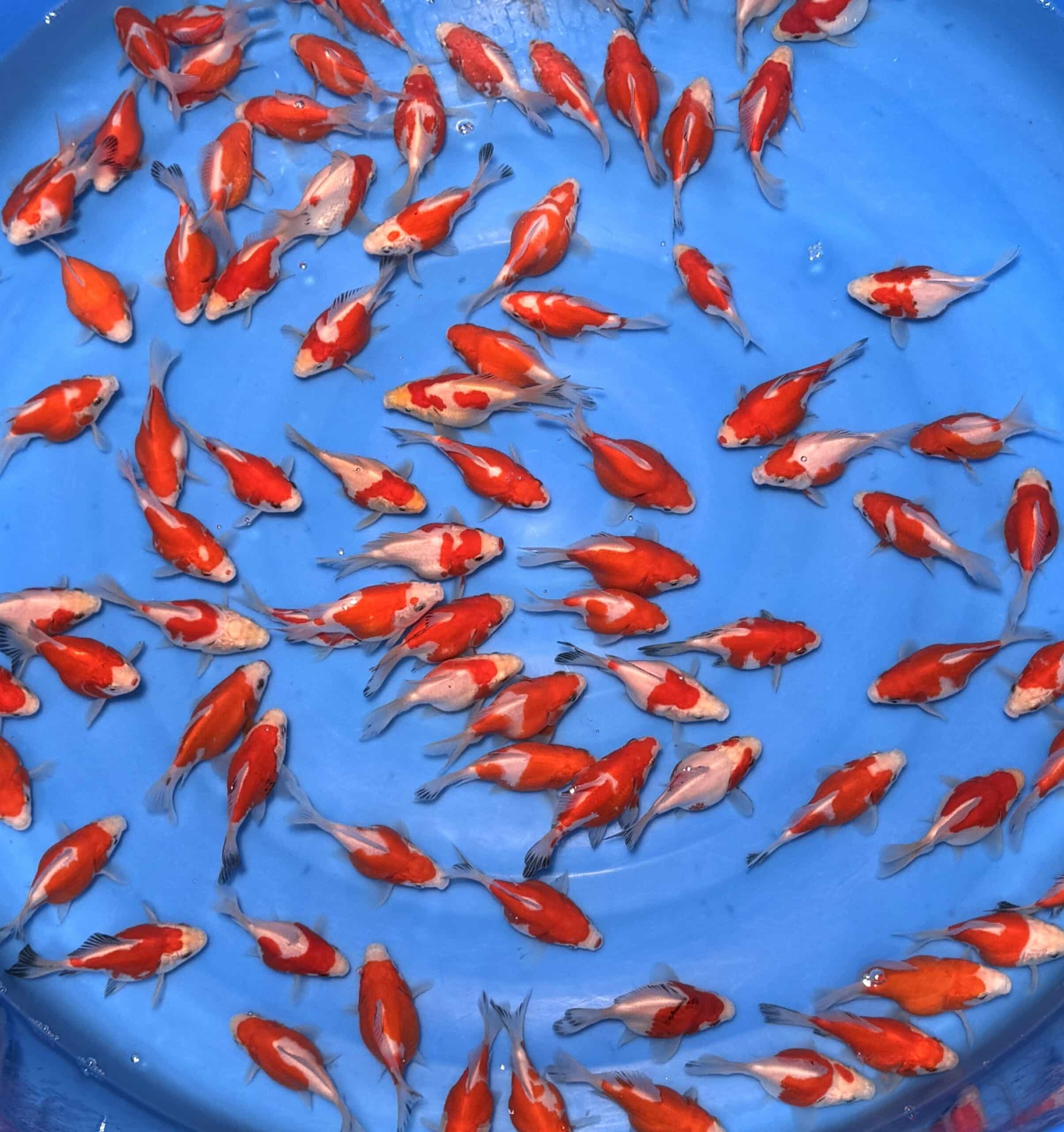 #26-406 Tamasaba 7-9cm