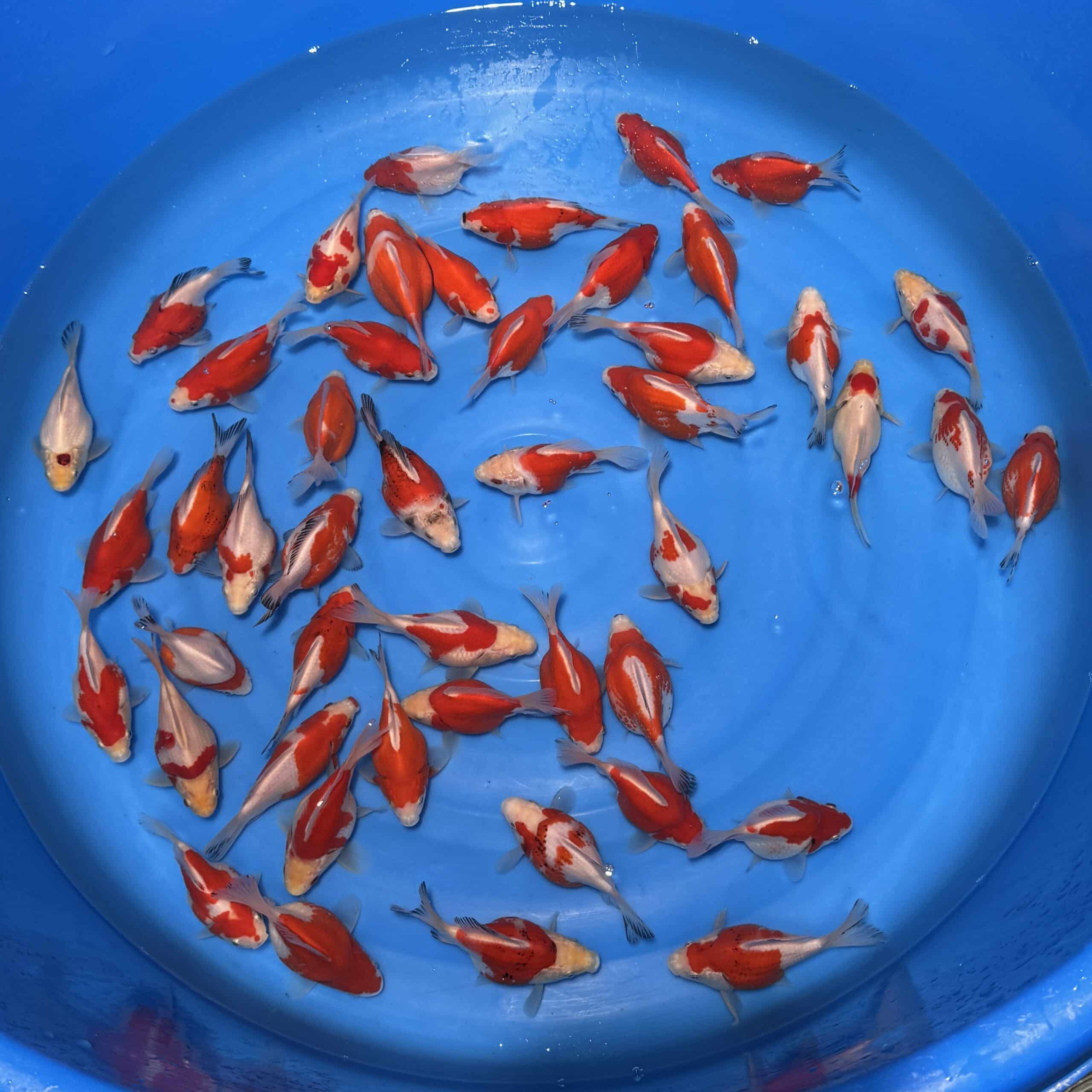 #26-408 Tamasaba 10-13cm #26-408 Tamasaba 10-13cm