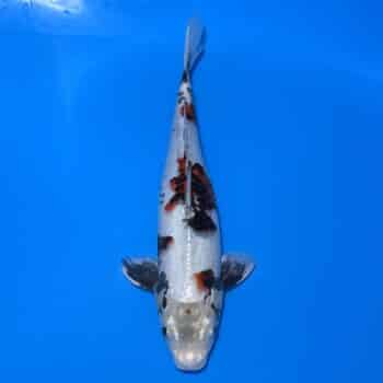 #26-327 Beni Kikokuryu 38cm