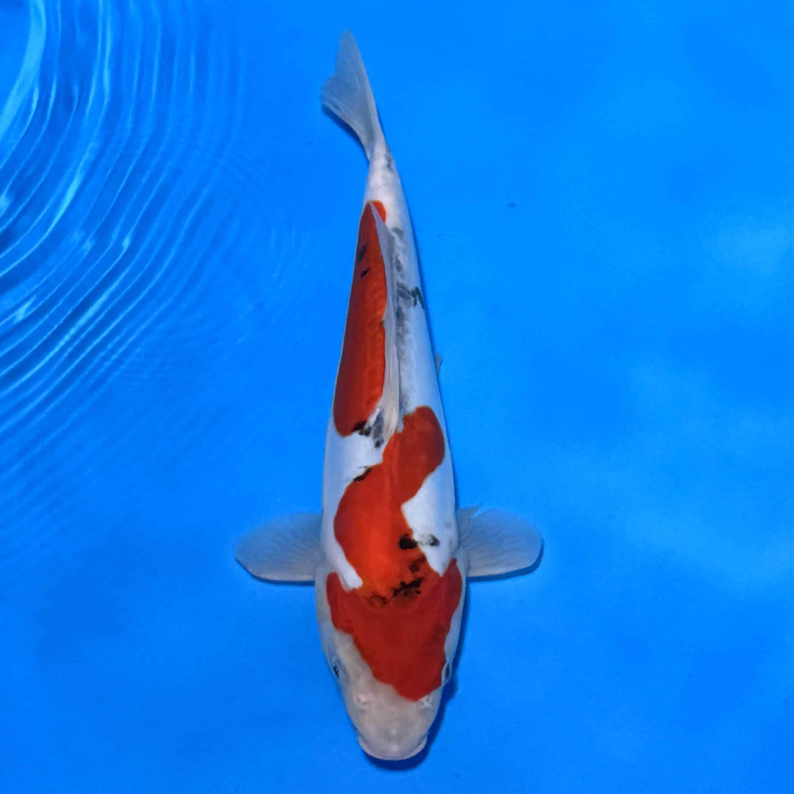 #26-327 Beni Kikokuryu 38cm