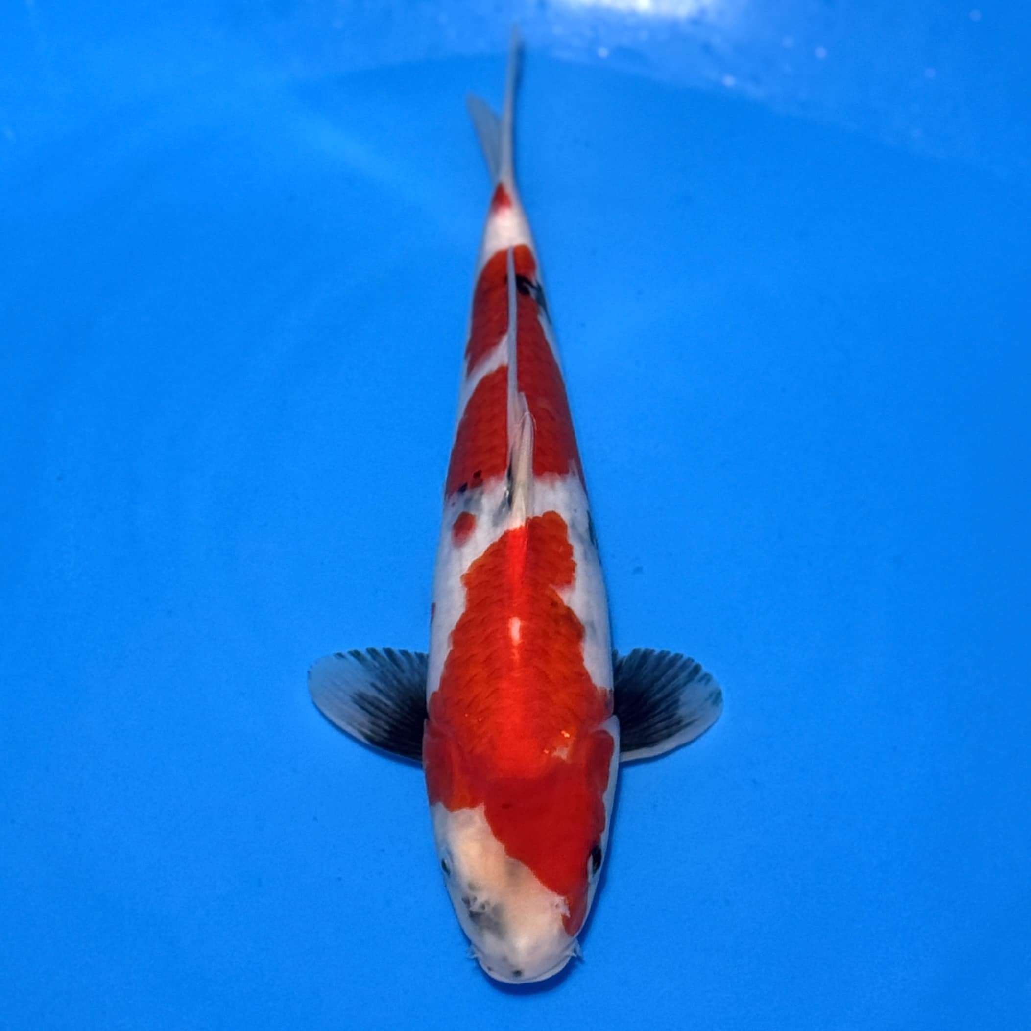 #26-337 Shiro Utsuri 33cm