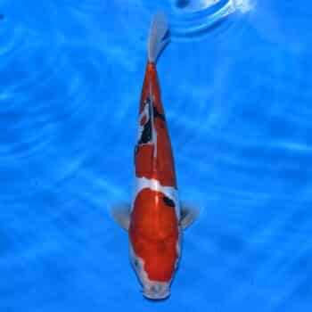 #26-337 Shiro Utsuri 33cm