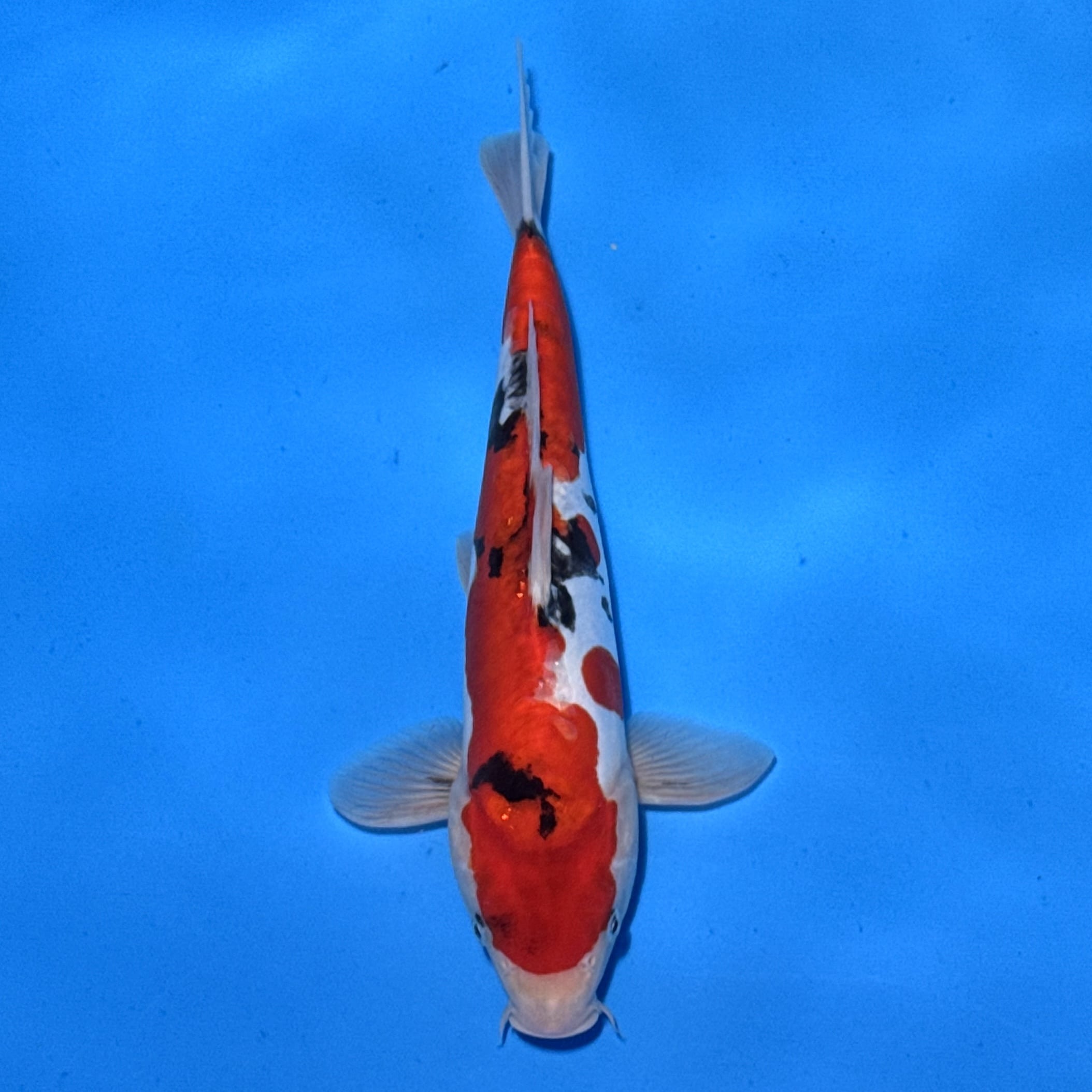 #26-337 Shiro Utsuri 33cm