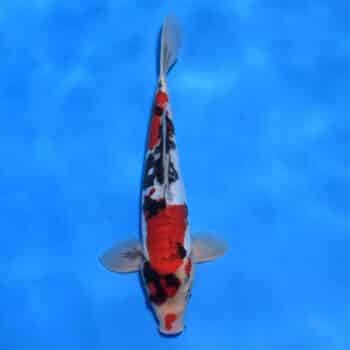 #26-337 Shiro Utsuri 33cm