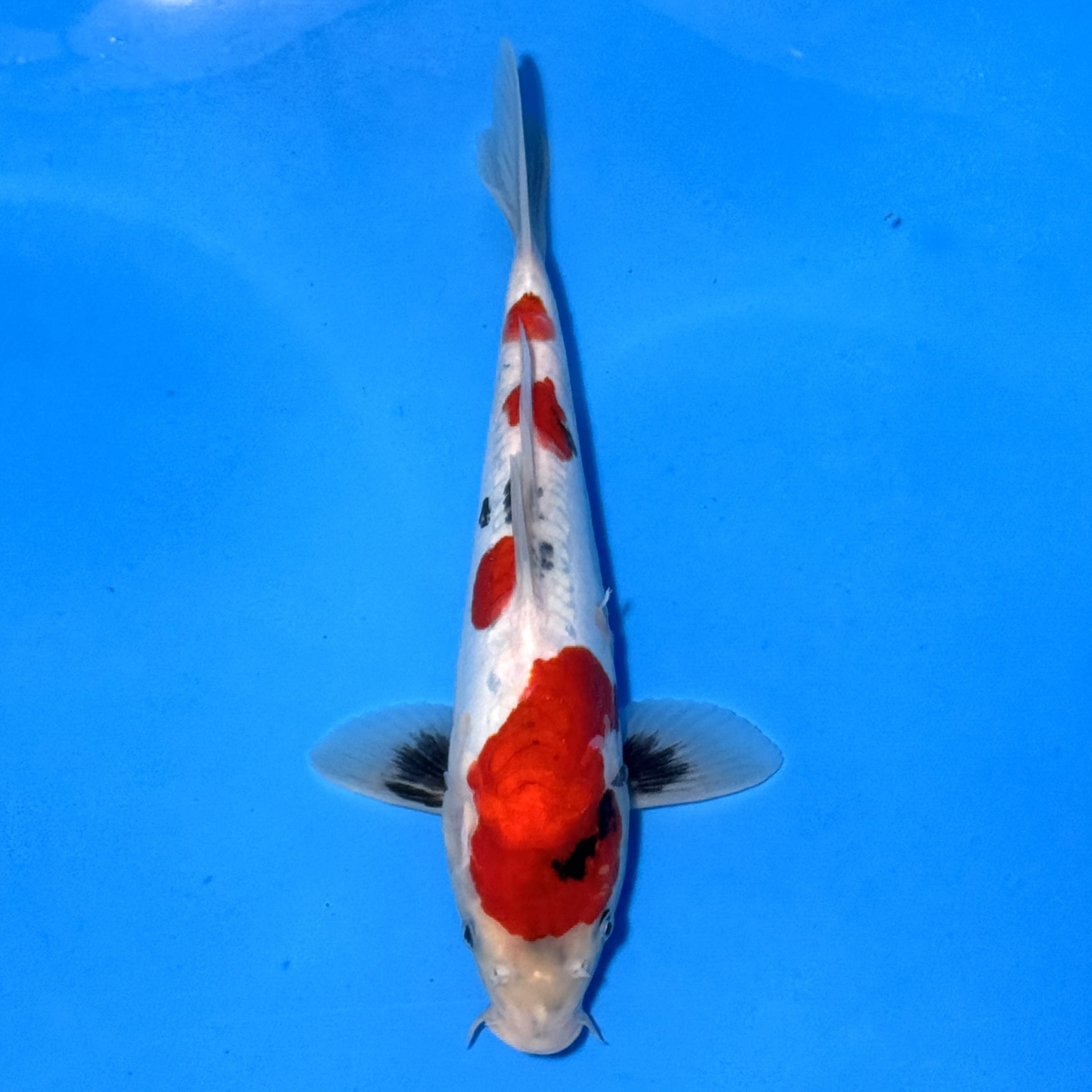 #26-337 Shiro Utsuri 33cm