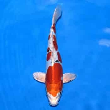 #26-337 Shiro Utsuri 33cm #26-337 Shiro Utsuri 33cm