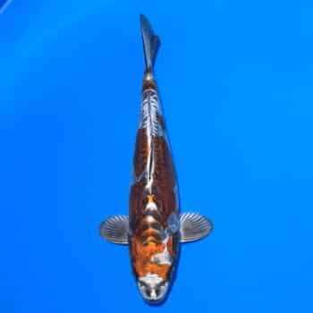 #26-350 Beni Kikokuryu 37cm