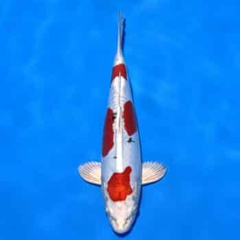 #26-350 Beni Kikokuryu 37cm