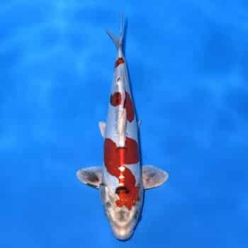 #26-350 Beni Kikokuryu 37cm #26-350 Beni Kikokuryu 37cm