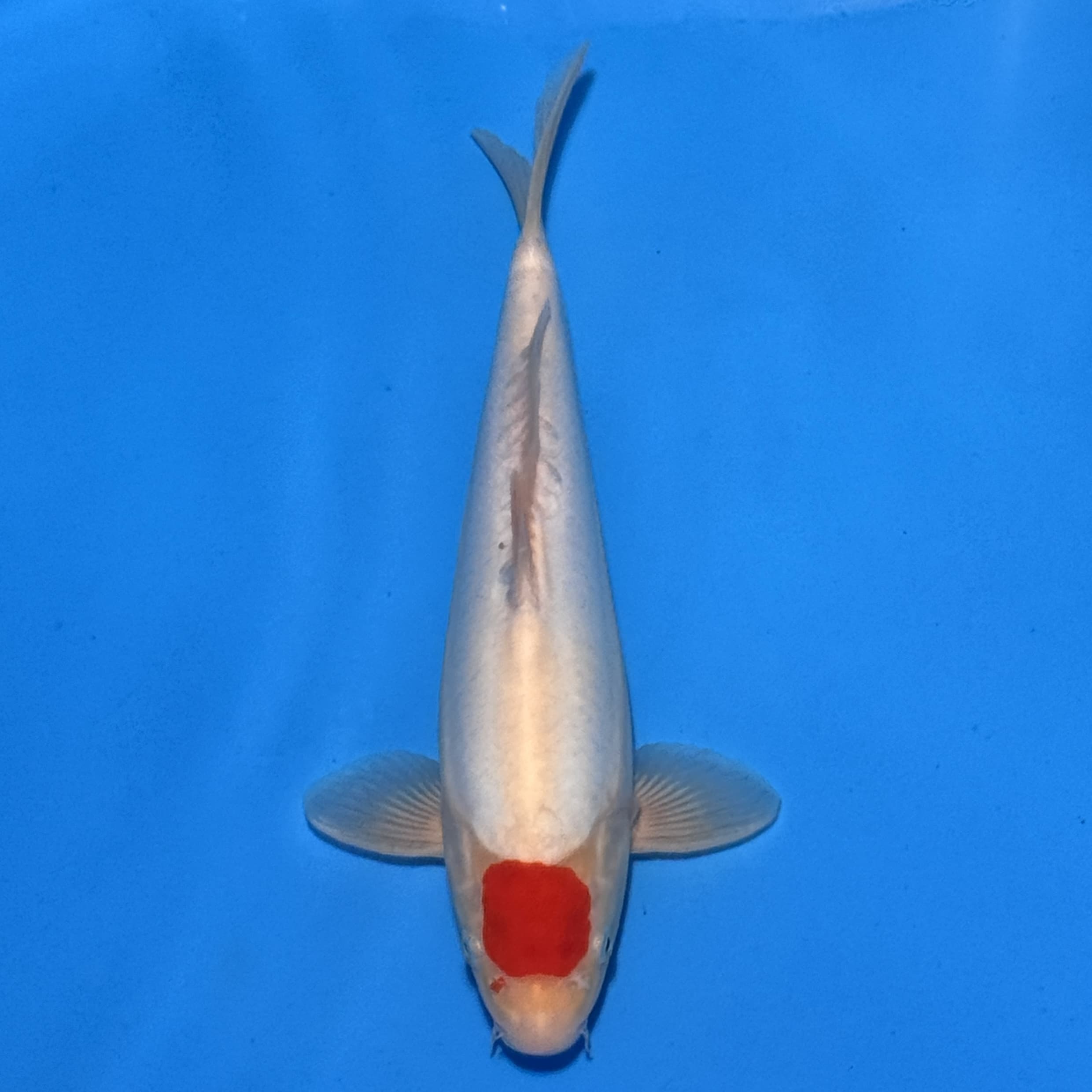 #26-350 Beni Kikokuryu 37cm