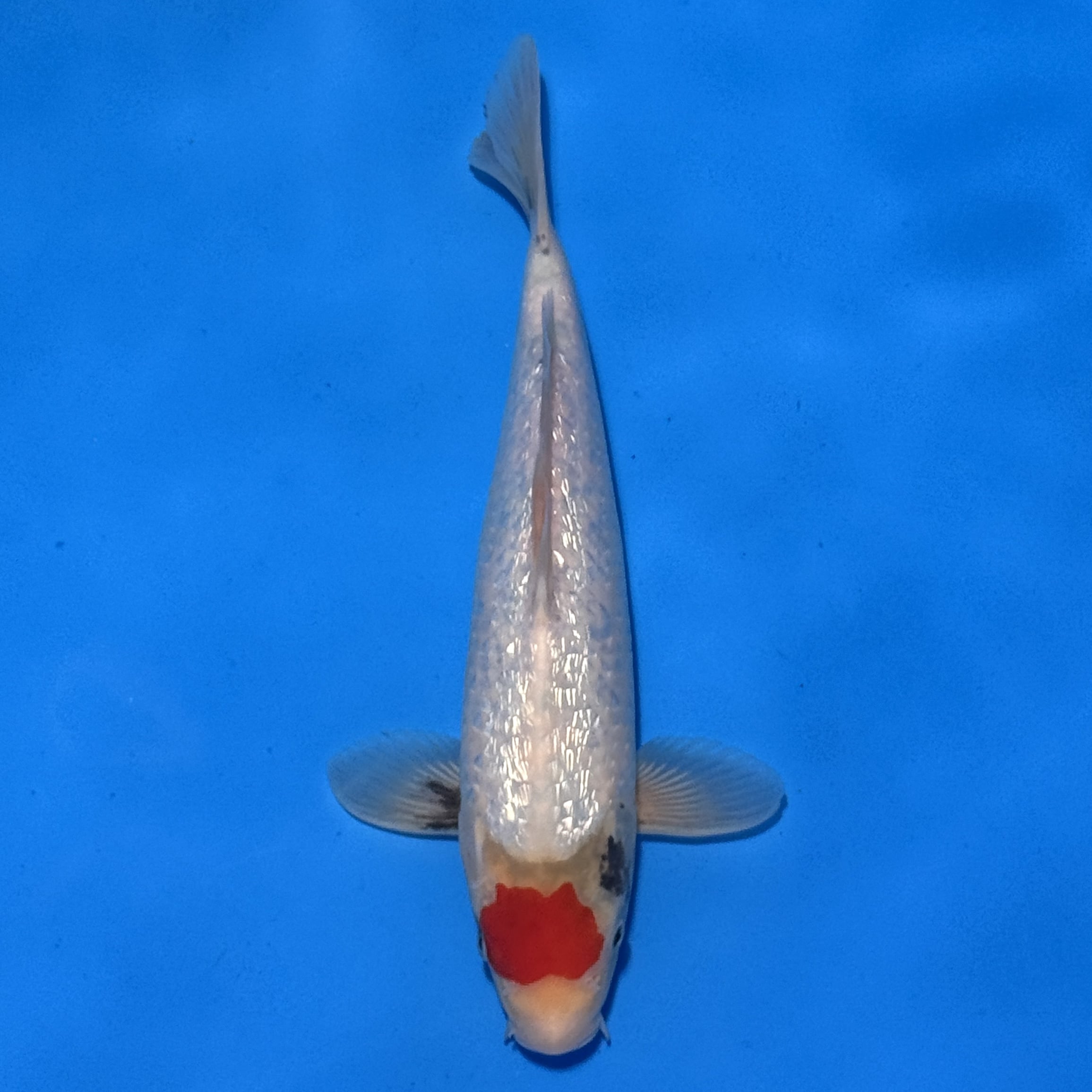 #26-361 Doitsu Tancho Showa 34cm