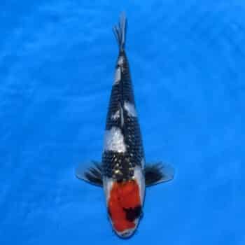 #26-361 Doitsu Tancho Showa 34cm #26-361 Doitsu Tancho Showa 34cm