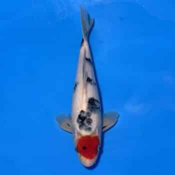 #26-361 Doitsu Tancho Showa 34cm