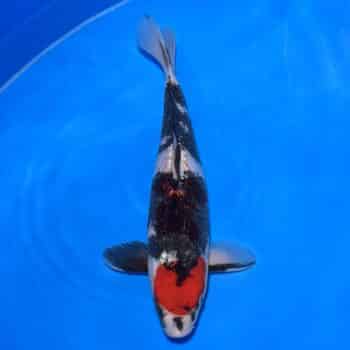 #26-361 Doitsu Tancho Showa 34cm