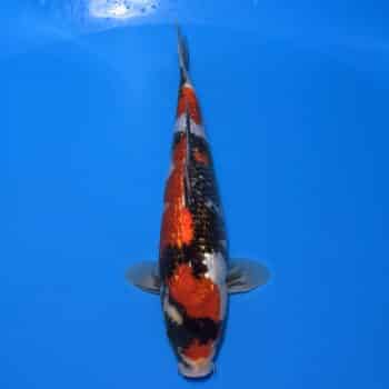 #26-361 Doitsu Tancho Showa 34cm