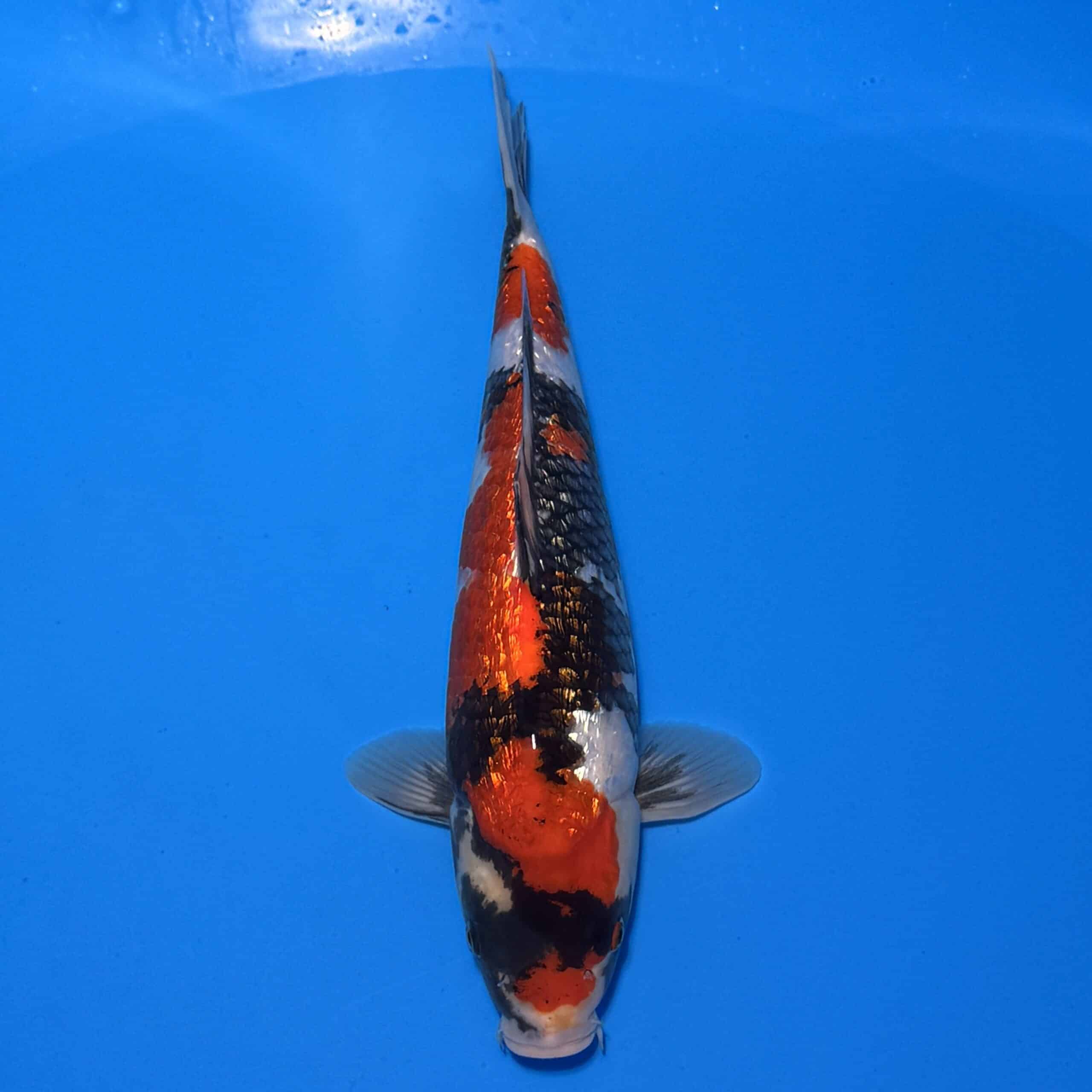 #26-361 Doitsu Tancho Showa 34cm #26-361 Doitsu Tancho Showa 34cm