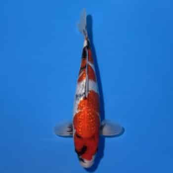 #26-361 Doitsu Tancho Showa 34cm