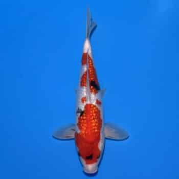 #26-372 Ginrin Showa 38cm