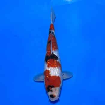 #26-372 Ginrin Showa 38cm