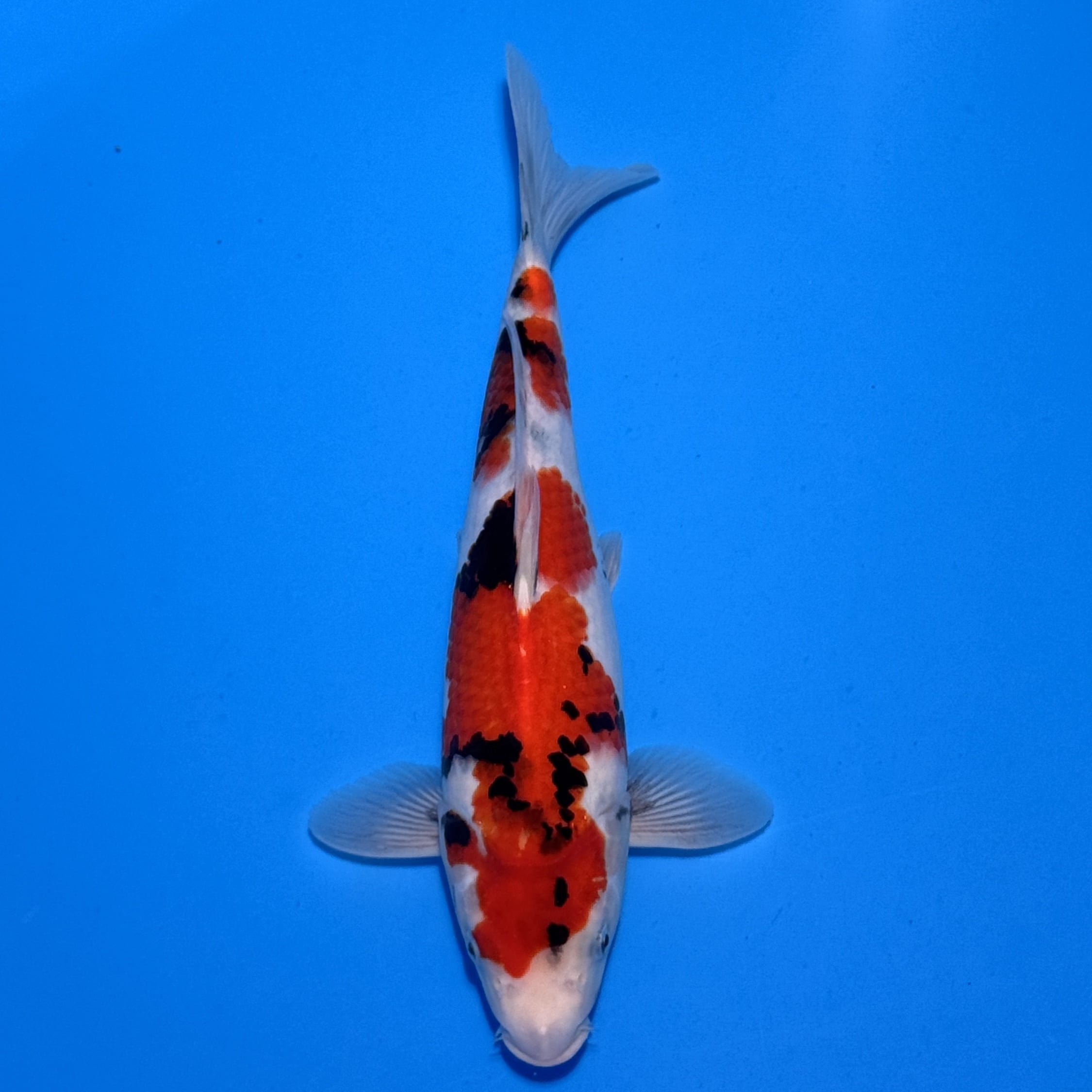 #26-372 Ginrin Showa 38cm