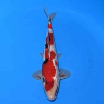 #26-372 Ginrin Showa 38cm