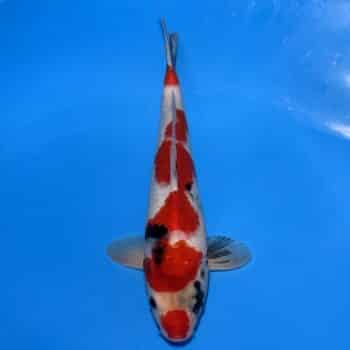 #26-372 Ginrin Showa 38cm