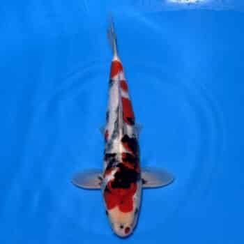 #26-372 Ginrin Showa 38cm