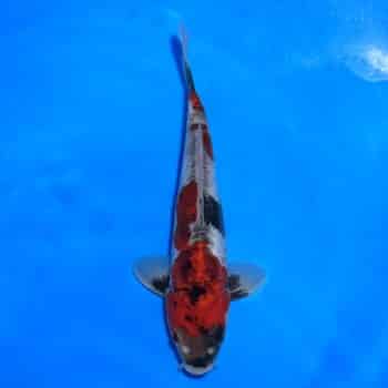 #26-372 Ginrin Showa 38cm #26-372 Ginrin Showa 38cm