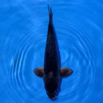 #26-383 Doitsu Maruten Goshiki x Showa