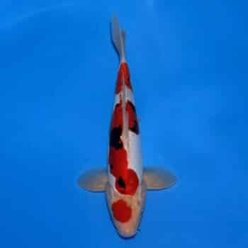 #26-383 Doitsu Maruten Goshiki x Showa