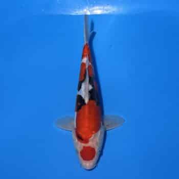 #26-383 Doitsu Maruten Goshiki x Showa