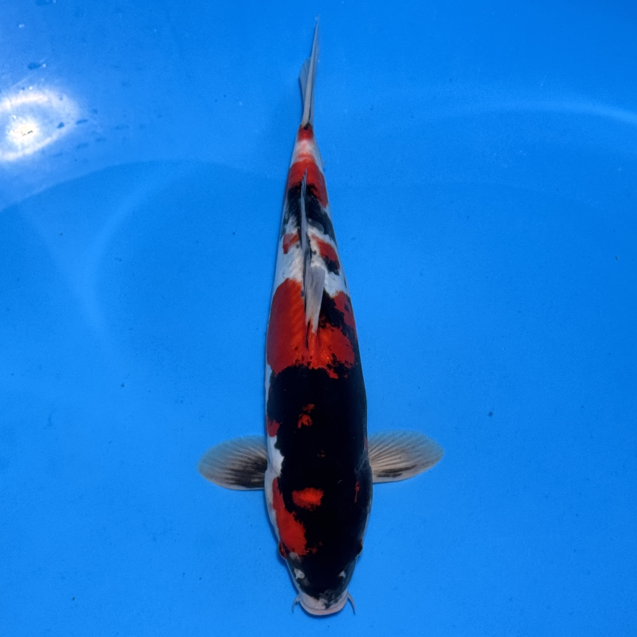 #26-383 Doitsu Maruten Goshiki x Showa