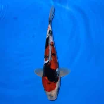 #26-383 Doitsu Maruten Goshiki x Showa