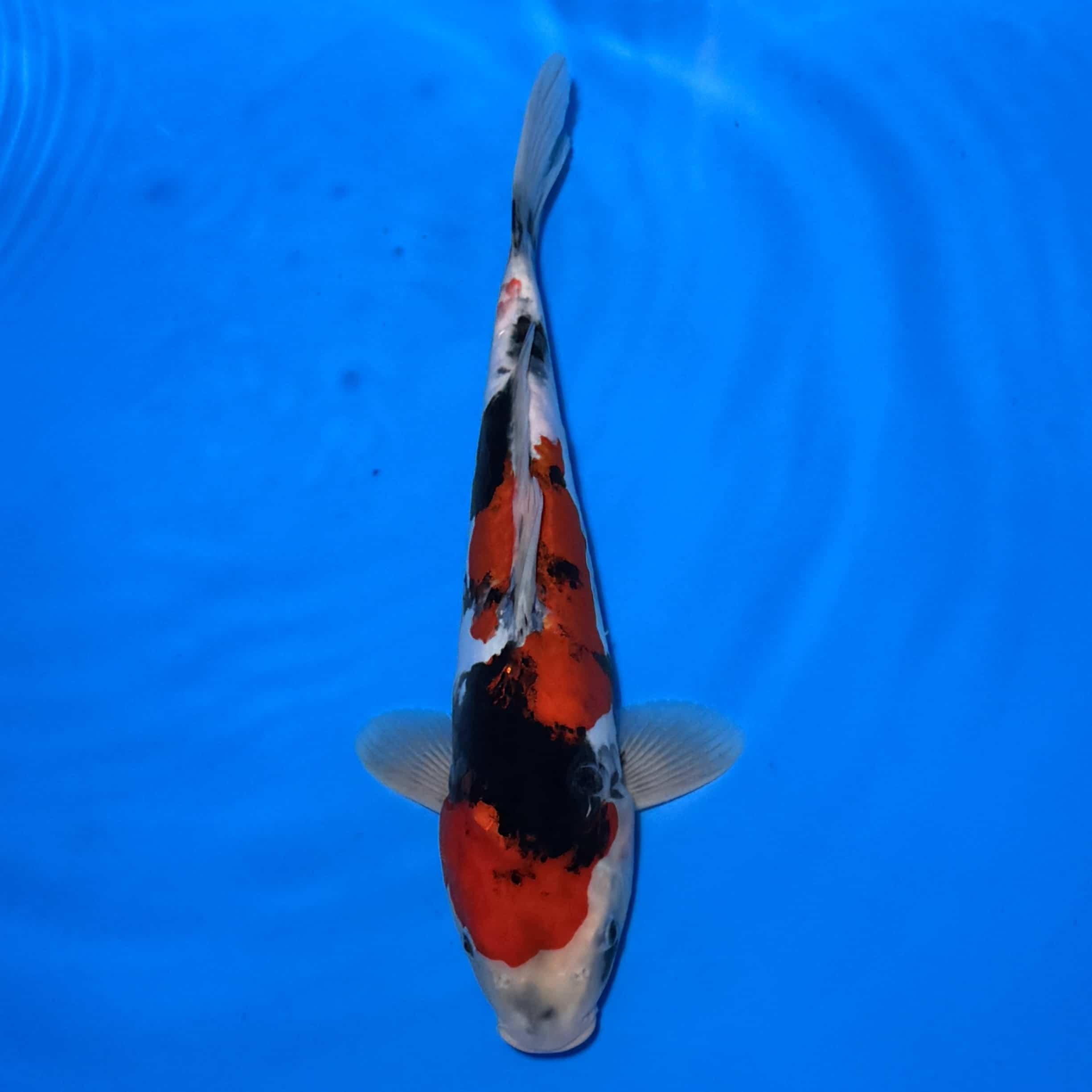 #26-383 Doitsu Maruten Goshiki x Showa