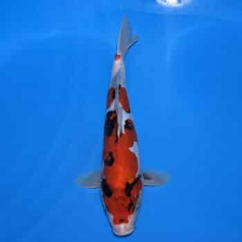 #26-383 Doitsu Maruten Goshiki x Showa